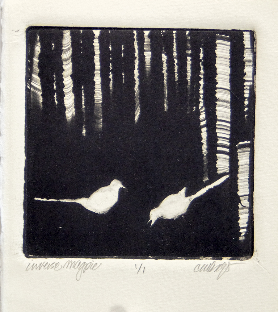 Magpies, aspen trees